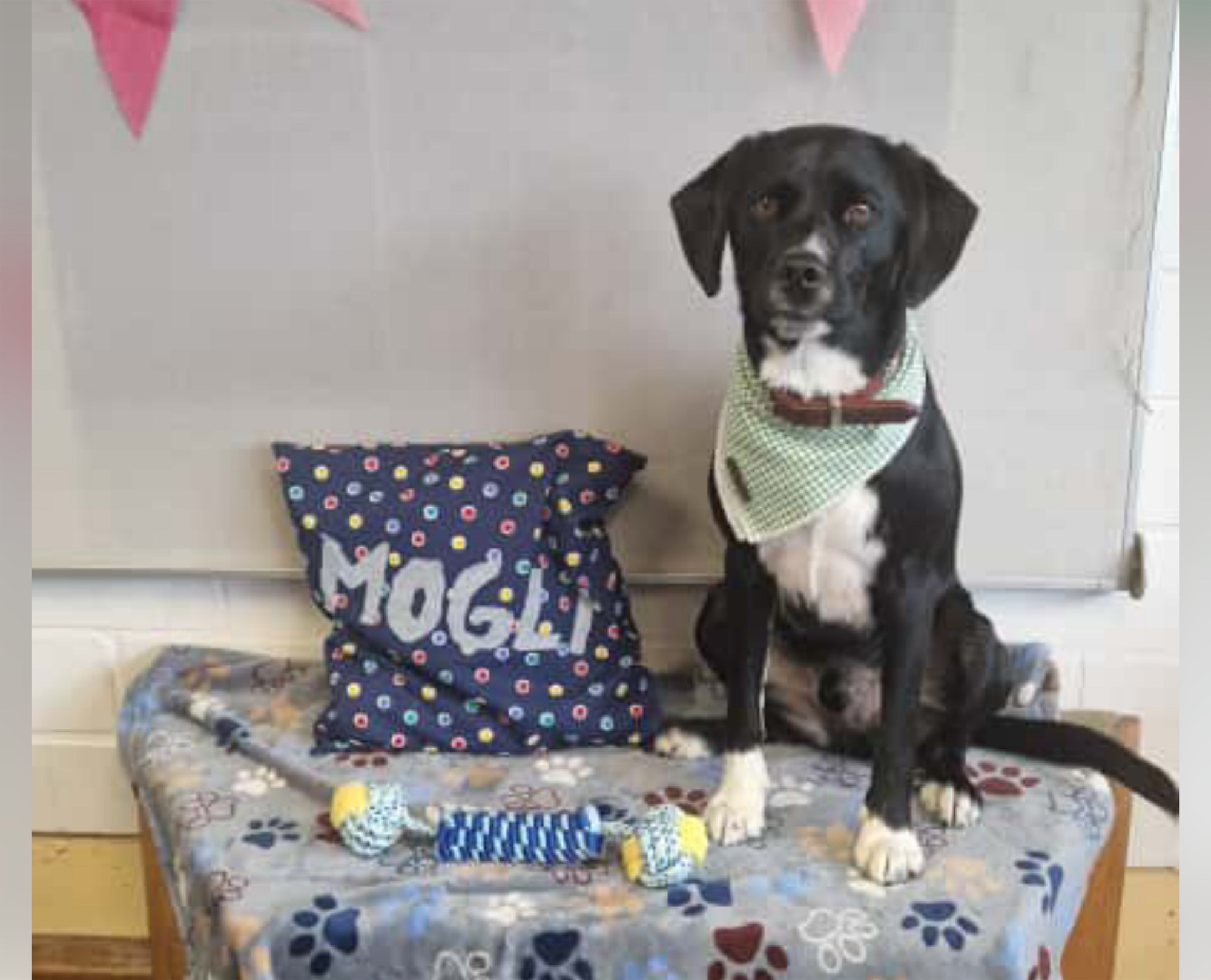 Bild zur Moglis News: Moglis erster Schultag im neuen Schuljahr