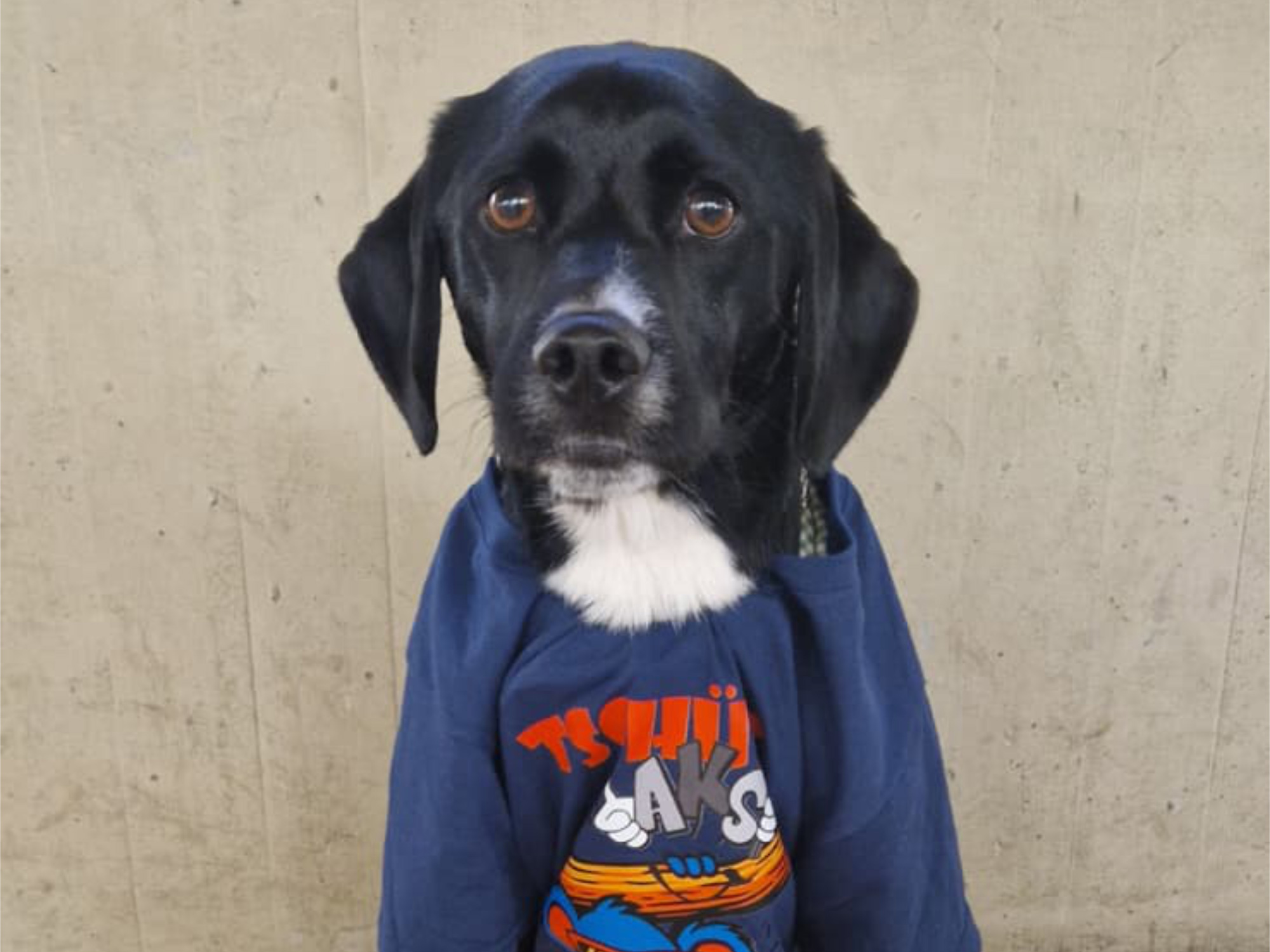 Bild zur Moglis News: Tschüß, macht´s gut auf Wiedersehn