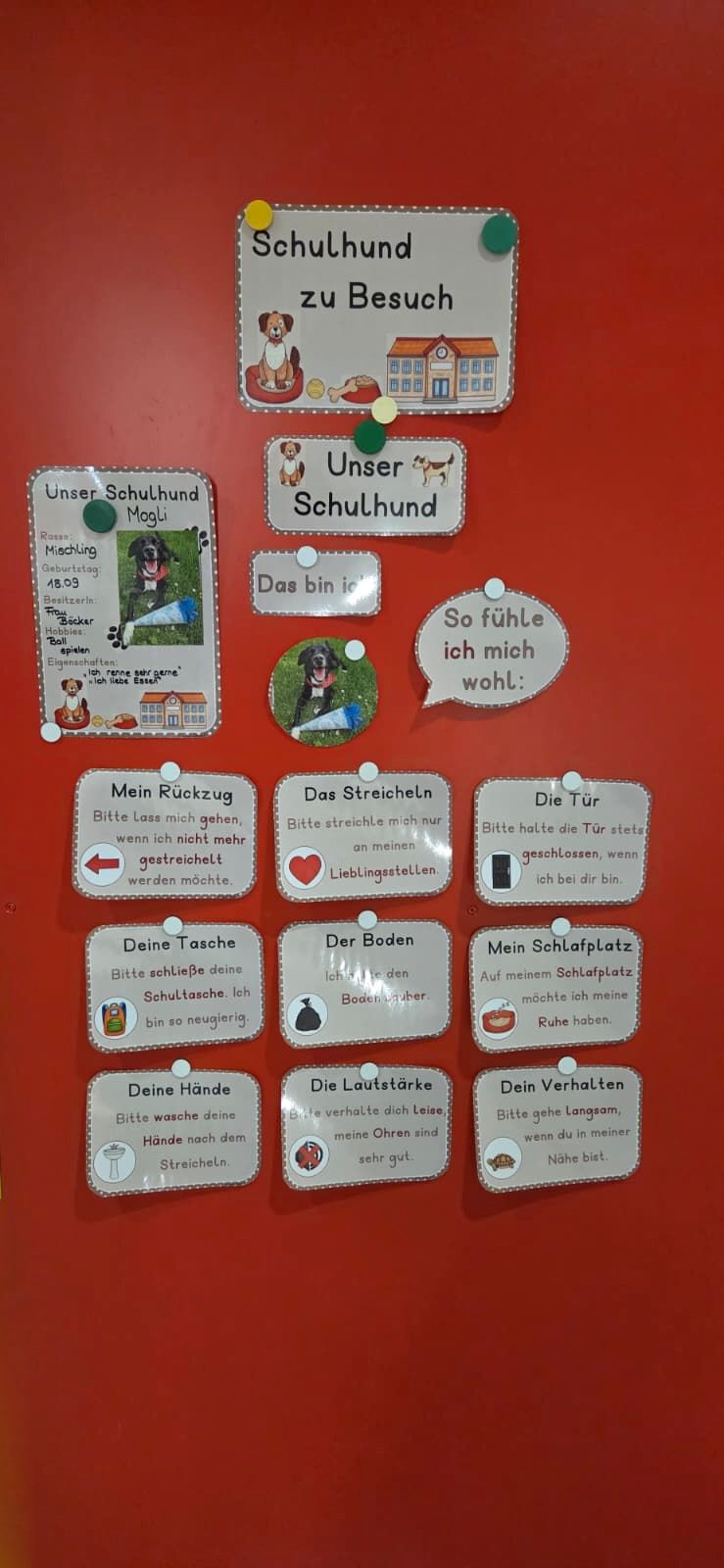 Schulhund Mogli begrüßt alle mit neuen Regeln
- Bild 01